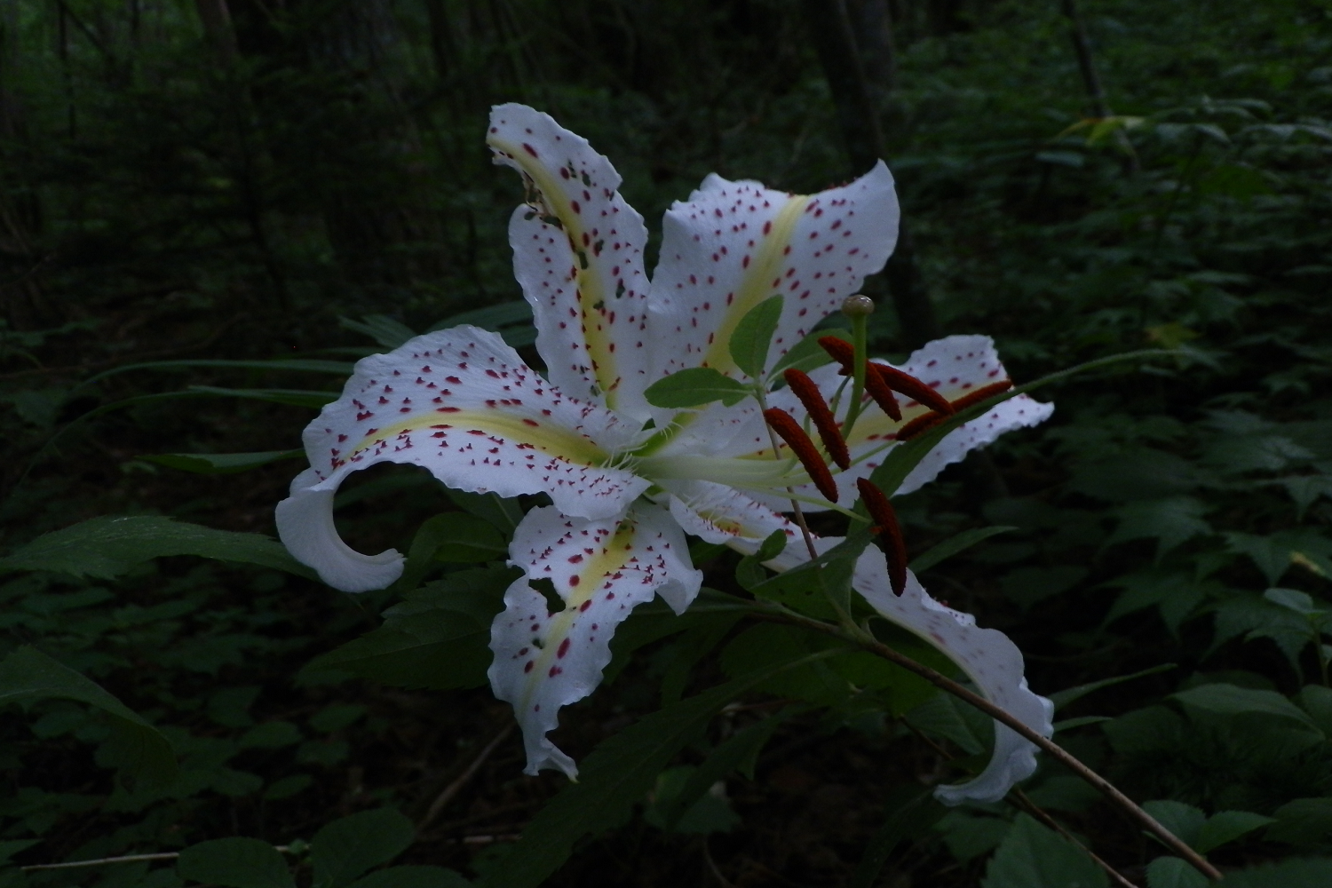 白州山百合