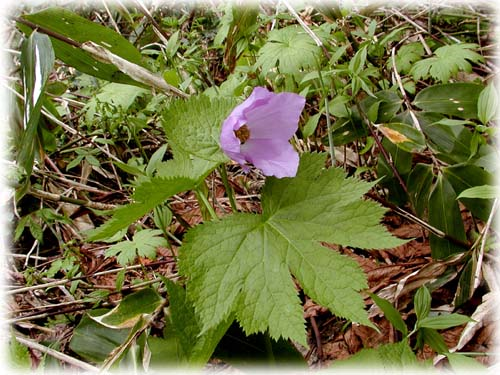 笹ヶ峰高原のしらねあおい