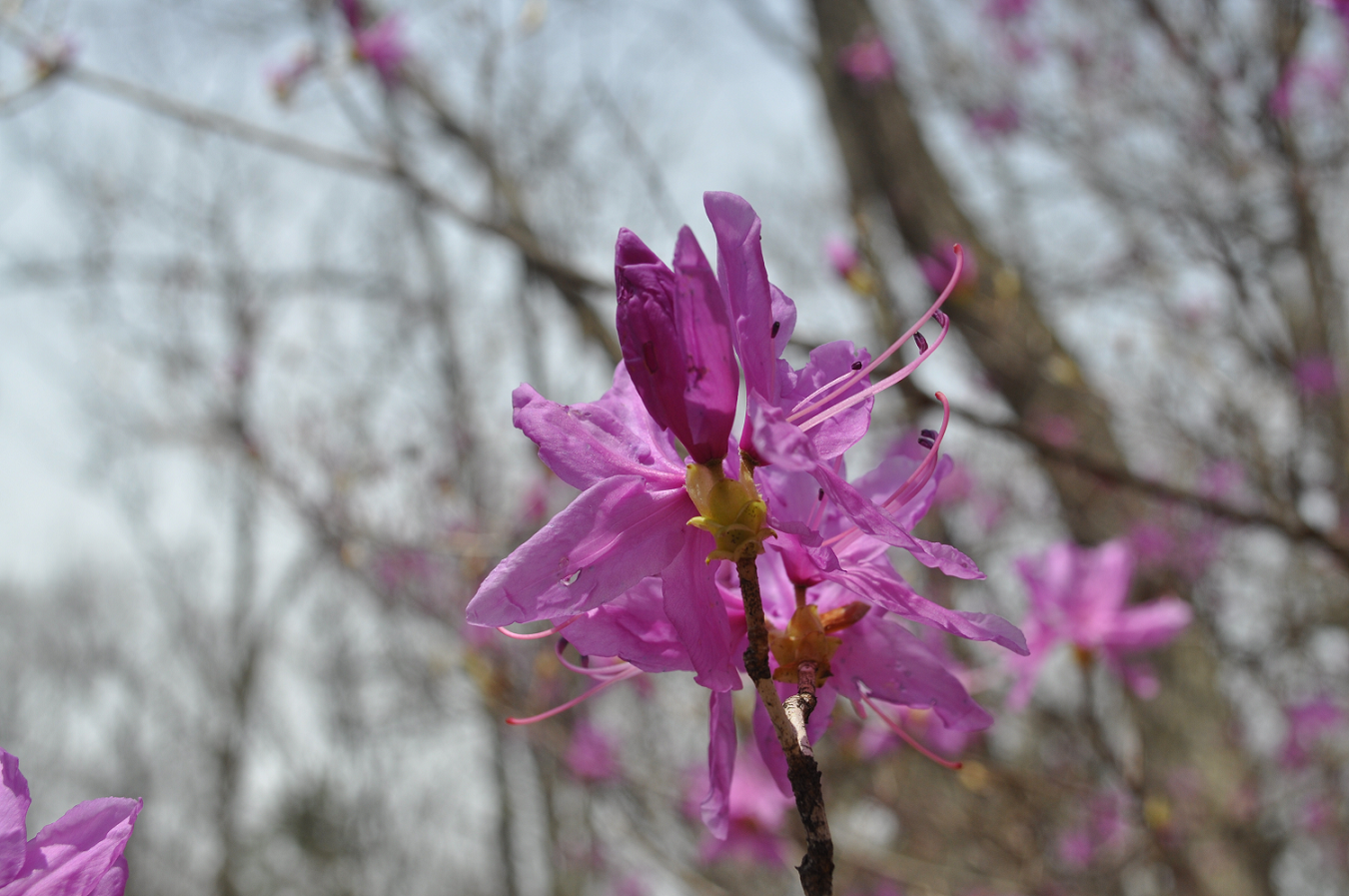 １７年４月１４日白州森の中に三つ葉つつじ咲く