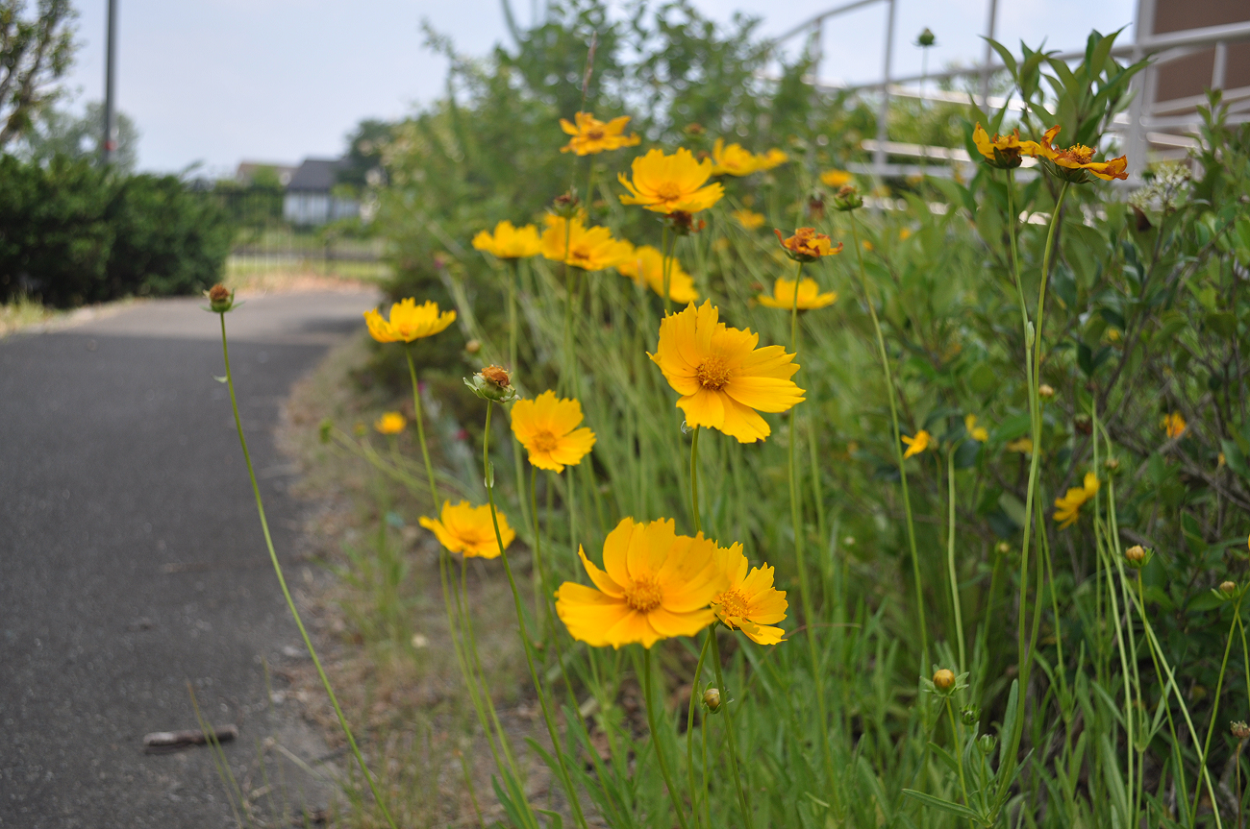 おおきんけいきくの花はきれいだが