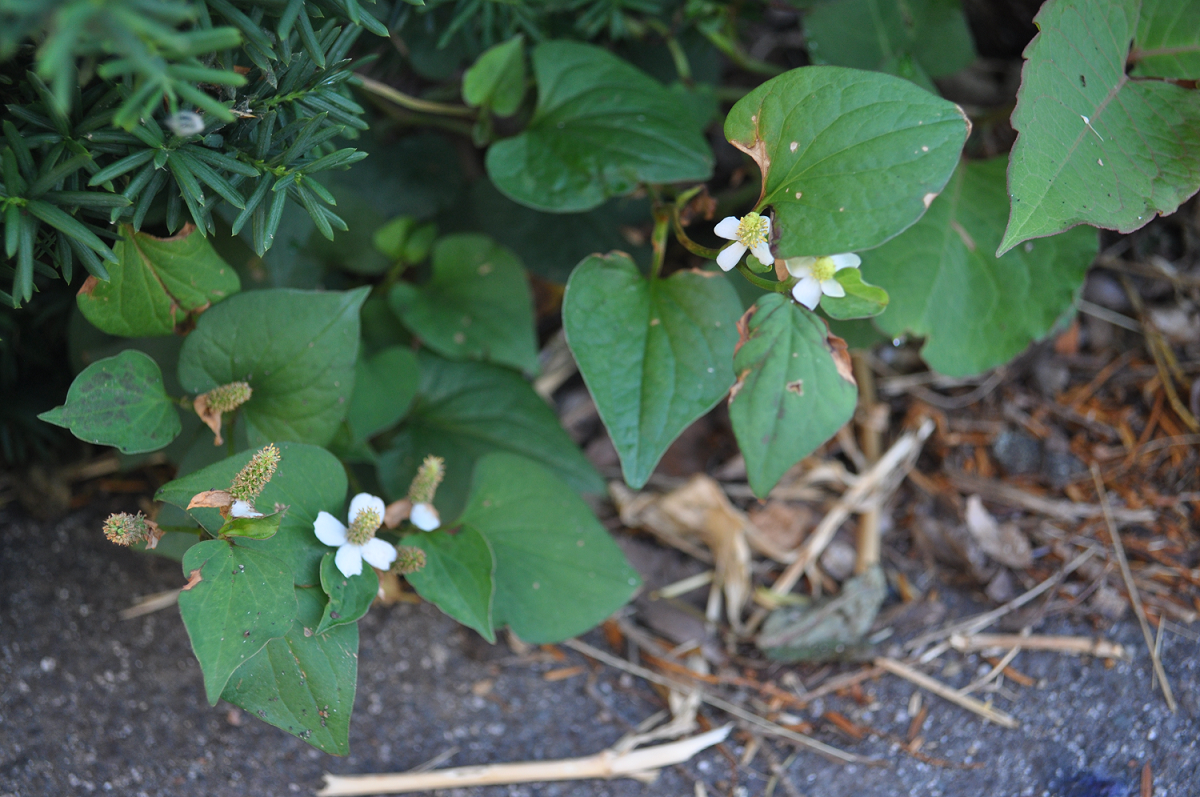 １７年６月２２日ドクダミ