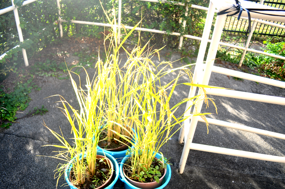 米、団地のベランダで実る