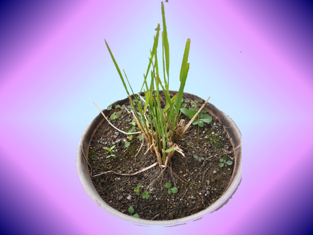 いねのひこばえ