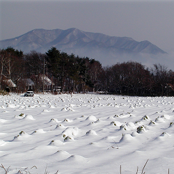 大根畑に雪が積もる