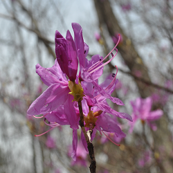 １７年４月１４日白州森の中に三つ葉つつじ咲く