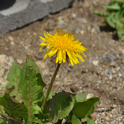 １７年４月１４日早春、一番に咲く西洋タンポポ