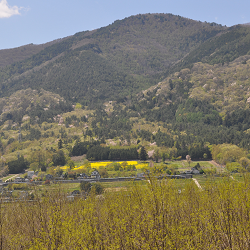 １７年４月２２日菜の花の黄色が見える。