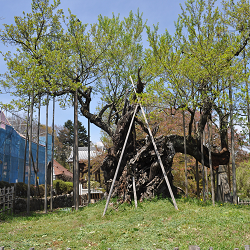 １７年４月２４日花が散ったあとの神代桜