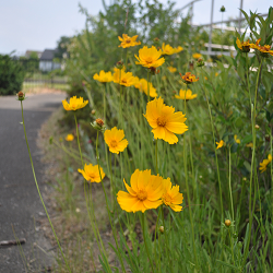 おおきんけいきくの花はきれいだが