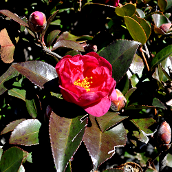 寒空にひっそりと咲いていた寒椿