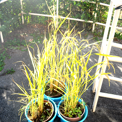 米、団地のベランダで実る