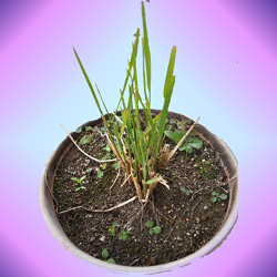 いねのひこばえ